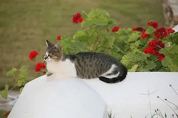 Skarmoutsos Aliko Beach